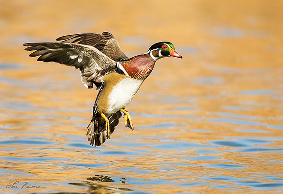 "Cleared To Land" Wood Duck, New Mexico