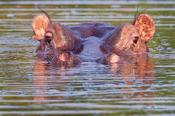 "Peek-A-Boo" Hippopotamus