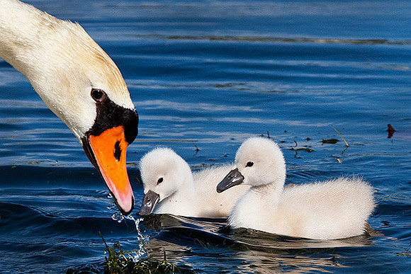 "Like This" Swans