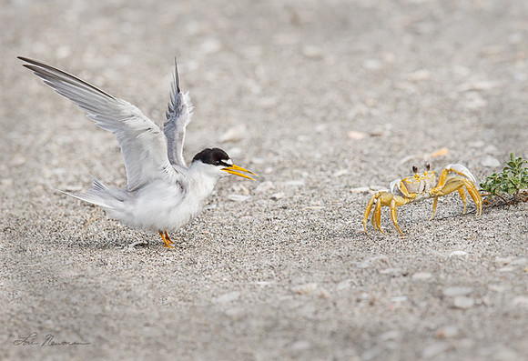 "Standoff" Least Tern & Ghost Crab, Florida