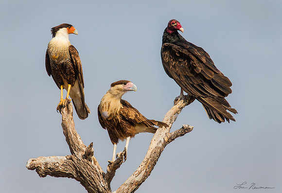 "Watchful Scavengers" Adult & Juvenile Caracaras & Turkey Vulture, Texas