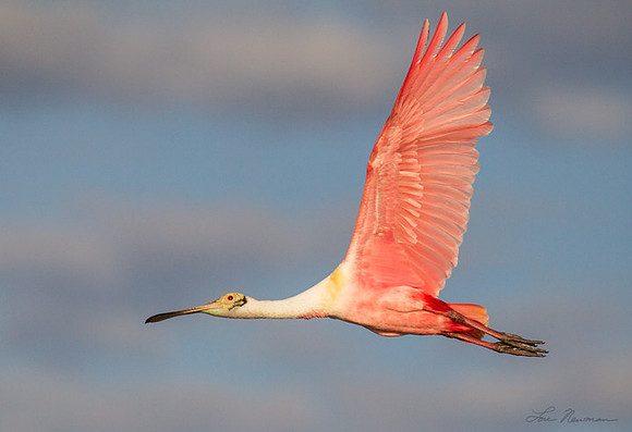 "Beauty In Motion" Roseate Spoonbill, Florida