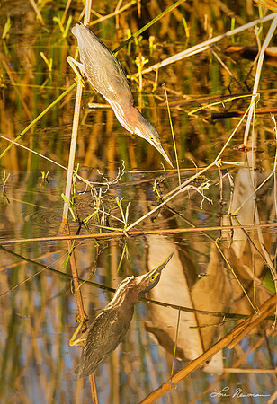 "Mirrored" Green Heron, Florida