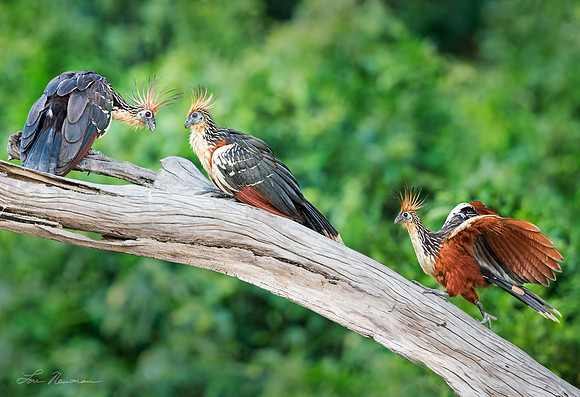 “Wait, Tell Me Too” –  Hoatzin, Peru