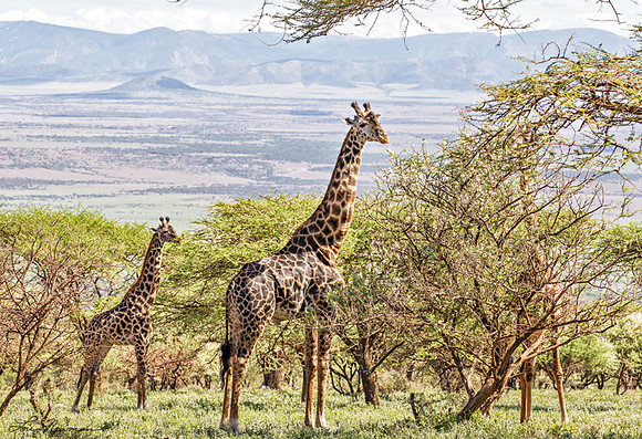 "Browsing The Treetops" Masai Giraffe, Tanzania Africa