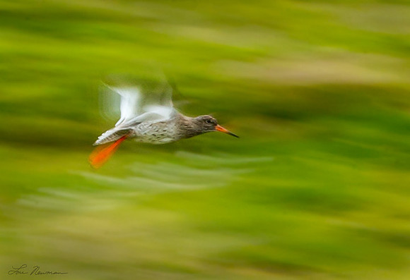 First A Blur, Then Gone - Redshank - Iceland