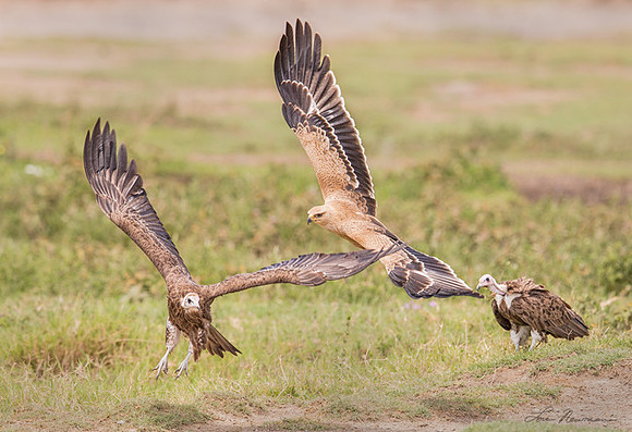 "The Chase Is On" Tawny Eagle & Hooded Vulture, Tanzania Africa