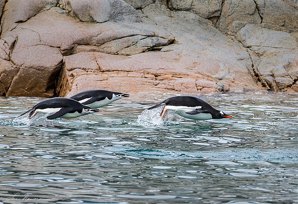 Porpoising - Chinstrap and Gentoo Penguins - Antarctica