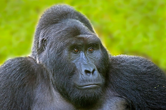 "Silverback Male 2" Mountain Gorilla