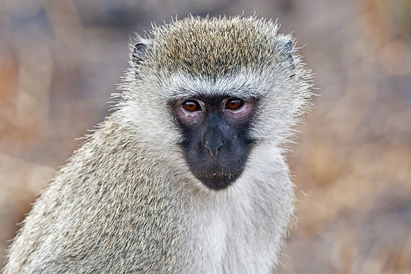 "Pensive" Vervet Monkey