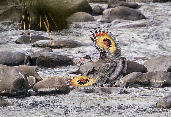 "Wings of Gold" Sunbittern, Costa Rica