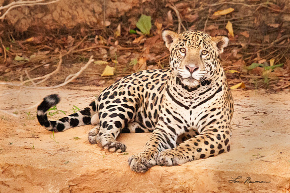 "Beach Bum" Pantanal Jaguar