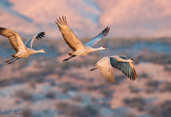 Family At Sunrise - Sandhill Cranes - New Mexico