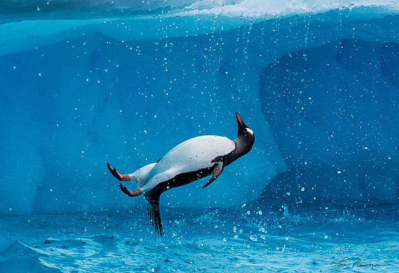 Oh-Oh - Gentoo Penguin - Antarctica