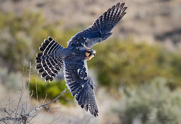 Hard Right - Aplomado Falcon - New Mexico