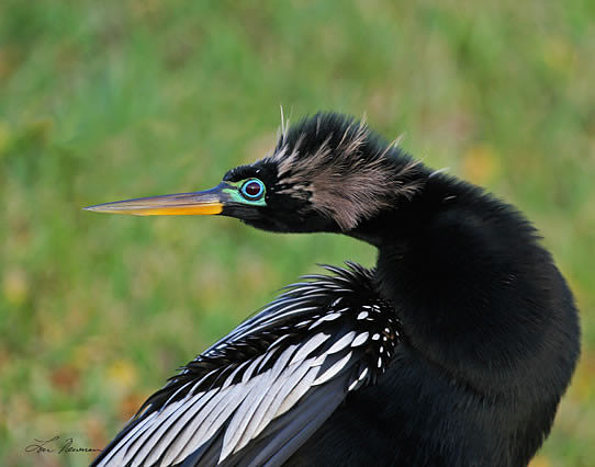 "Snakebird" Anhinga