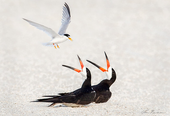 Defending His Nest_Least Tern & Black Skimmers