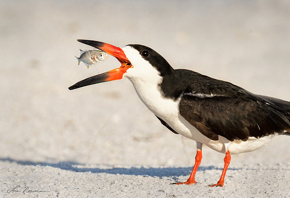 Fish Toss _ Black Skimmer
