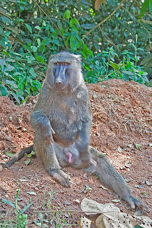 "Waiting" Baboon