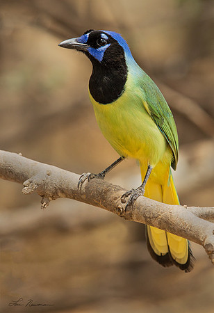 "Pretty Bird" Green Jay, Texas