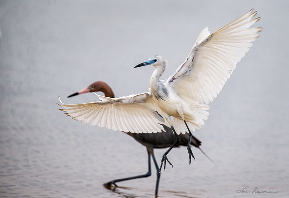 Flaps Down Landing _ Juvenile Little Blue Heron