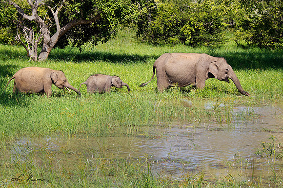 "Grazing Along" Asian Elephants