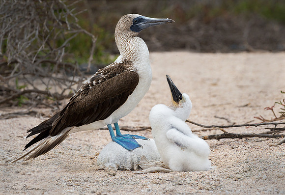 “Anticipating Dinner” –  Blue-footed Booby, Galapagos