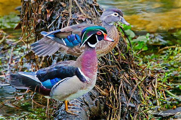 "Mom and Pop" Wood Ducks