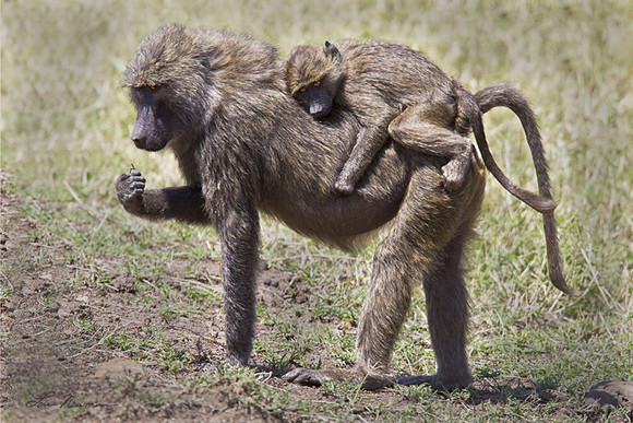 Olive Baboons