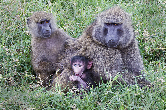 Olive Baboons