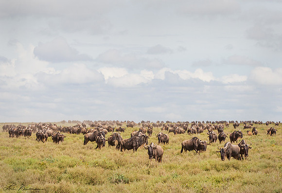 "On The Move" Wildebeest, Tanzania Africa