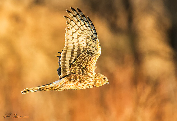 Flying Low - Northern Harrier - New Mexico