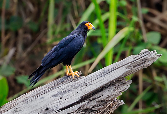 “Pensive” –  Black Caracara, Peru