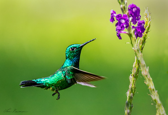“To The Right” –  Blue-tailed Emerald, Peru