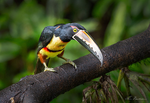 "Intense" Collared Aracari, Costa Rica