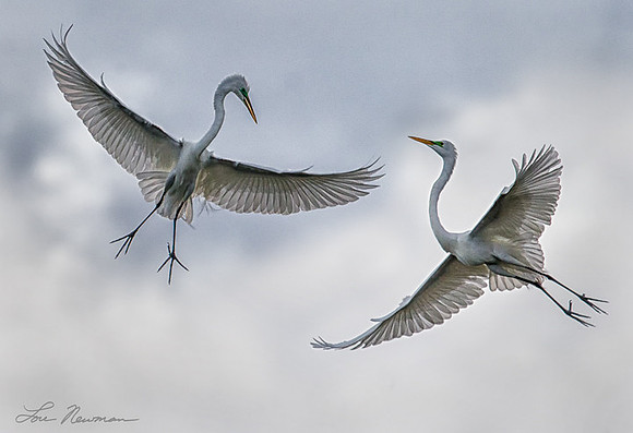 Flight Fight - Great Egrets - Florida