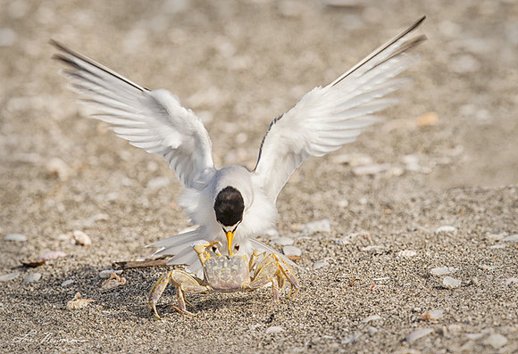 "Take That" Least Tern & Ghost Crab, Florida