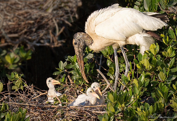 Beauty Is In The Eye...  Wood Storks