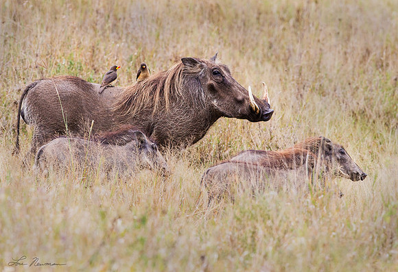 "Beauty Is In The Eye...." Warthog, Tanzania Africa