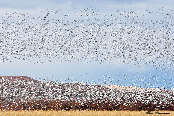 "Blast Off" Snow Geese