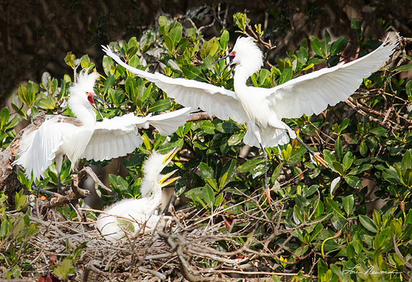 "Domestic Squabble" Snowy Egrets & Great Egret Chicks, Florida