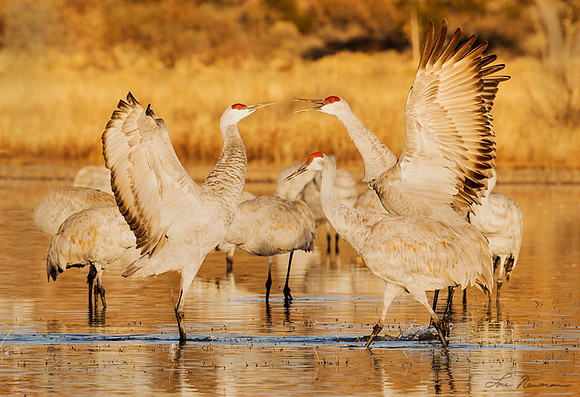 "So I Said" Sandhill Crane, New Mexico