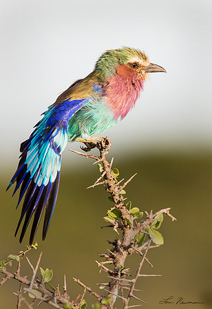"Wing Stretch" Lilac-breasted Roller, Tanzania Africa