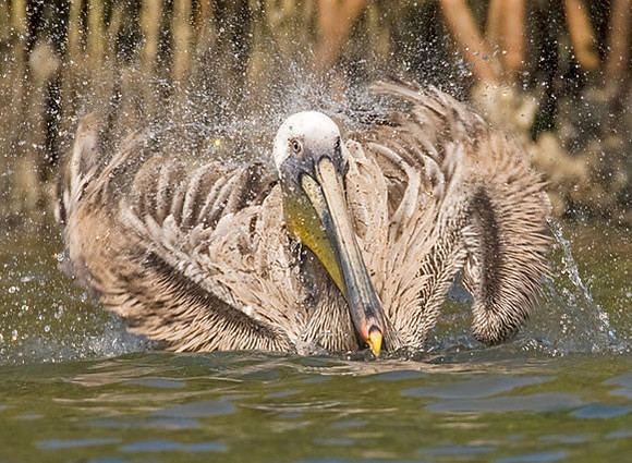 "Bath Time" Brown Pelican