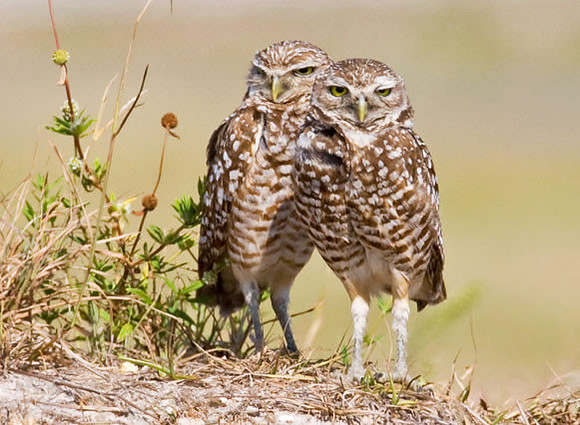 "Togetherness" Burrowing Owl