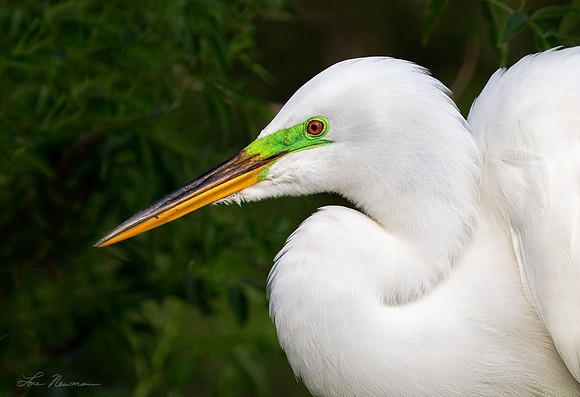 Dressed For Courting _ Great Egret