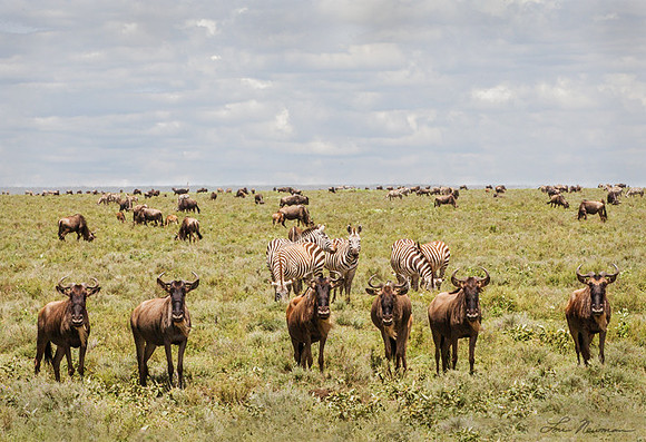 "Attention Please" Wildebeest & Zebra, Tanzania Africa