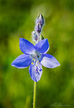 Arctic Flower  Siberia Russia