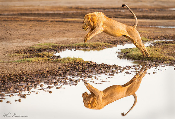 "Flying Lion" Lion, Tanzania-Africa