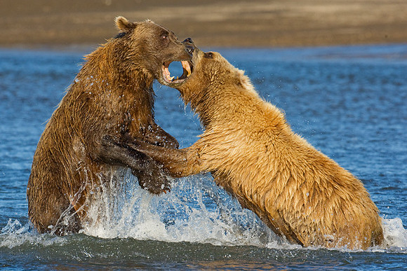 "Fight!" Alaskan Brown Bears